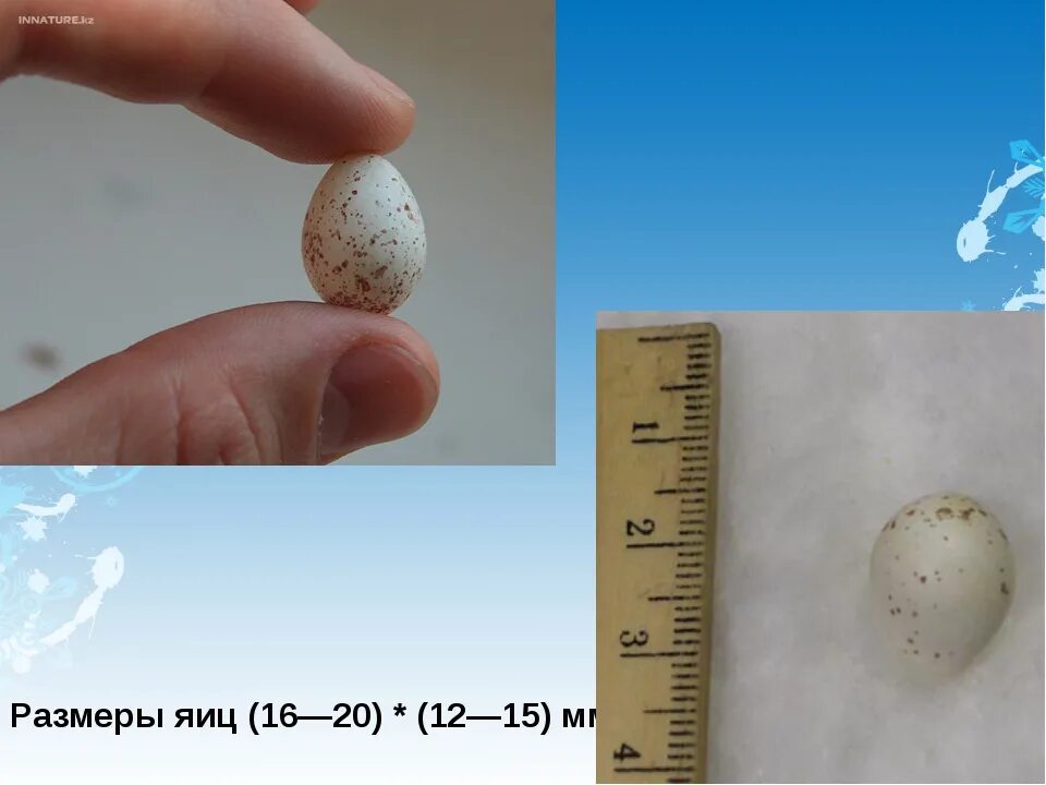 Размер яйца со. Размер яиц. Размер перепелиного яйца. Размеры яйца перепелки. Перепелиные яйца габариты.