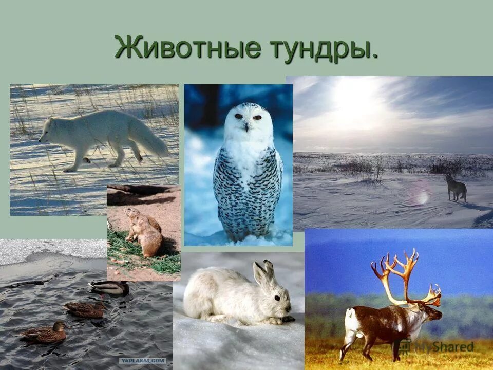 Живые организмы в тундре