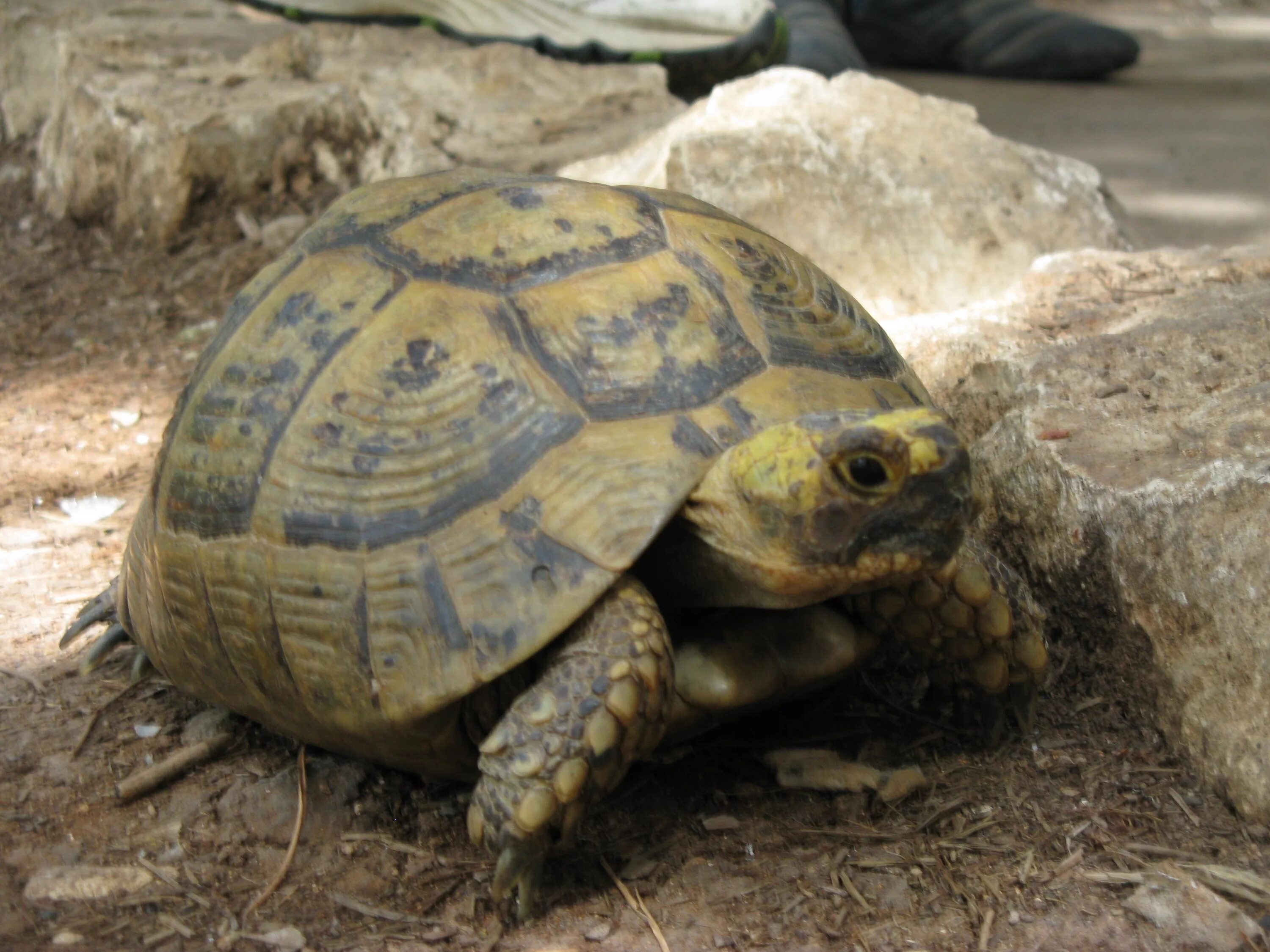 Черепаха рост. Testudo horsfieldii. Testudo horsfieldii horsfieldii. Сухопутная черепаха. Большая сухопутная черепаха.