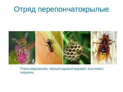 Пчелы неполное превращение