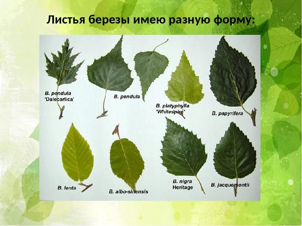 Где найти листок