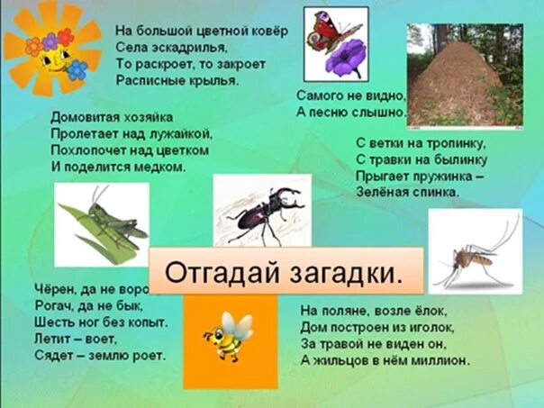 Жизнь загадка для детей. Загадки про насекомых для детей. Мир насекомых для дошкольников. Насекомые с описанием. Интересные темы про насекомых.