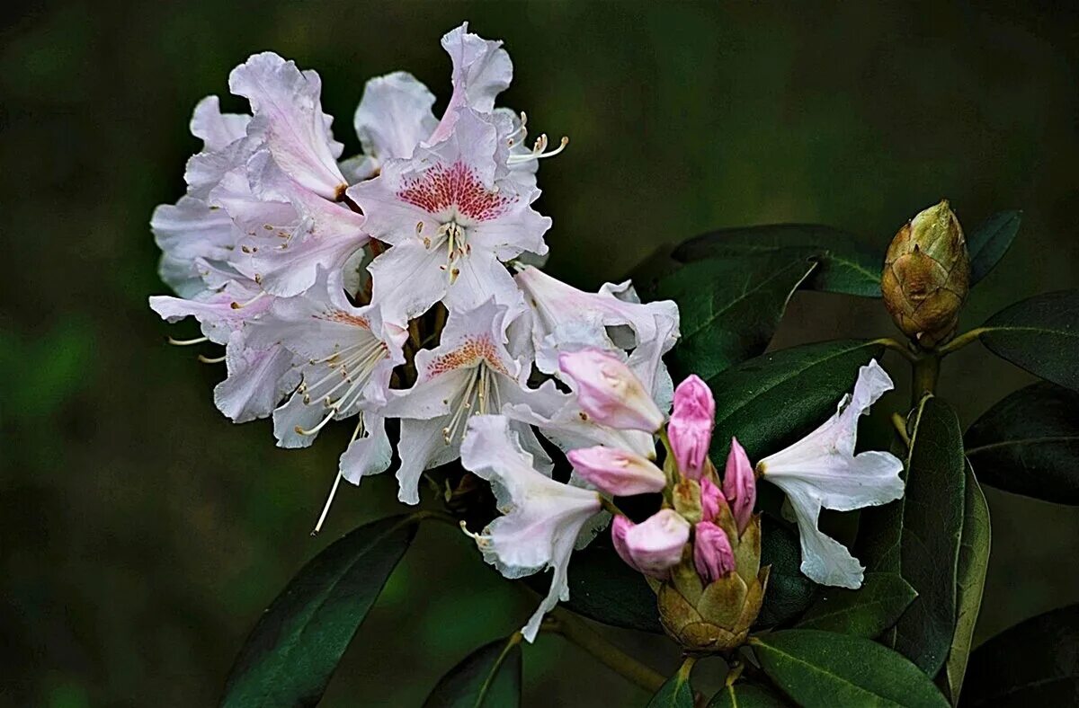 Рододендрон отечественной селекции. Рододендрон karibia. Рододендрон понтийский. Рододендрон сканворд 6. Рододендрон розовый принц.