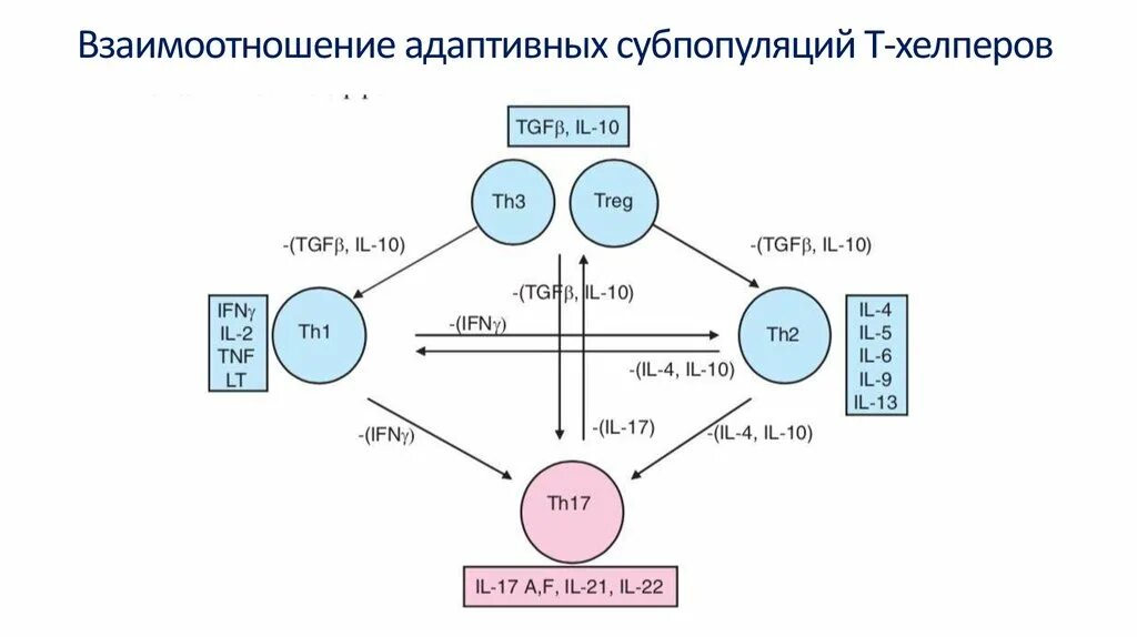 СD-рецепторы т-хелперов. Клеточный маркер субпопуляции хелперных т лимфоцитов. Адаптивные субпопуляции т-лимфоцитов. Характеристика субпопуляций т хелперов. Субпопуляции в лимфоцитов