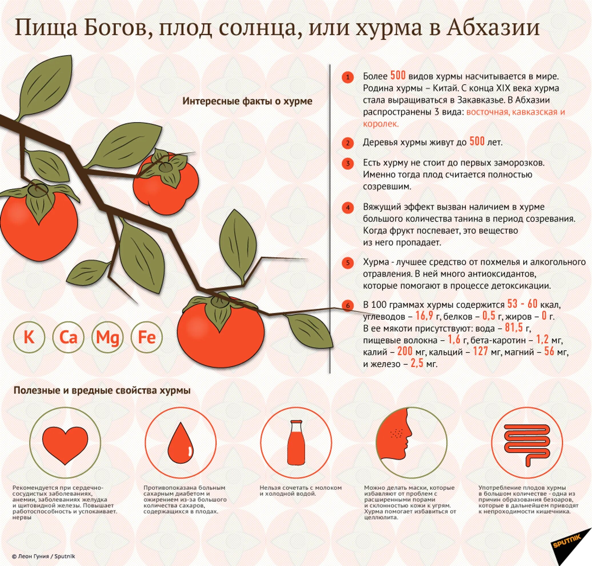 Чем полезна хурма. Польза хурмы. Полезные вещества в хурме. Полезные витамины в хурме. Хурма кровь