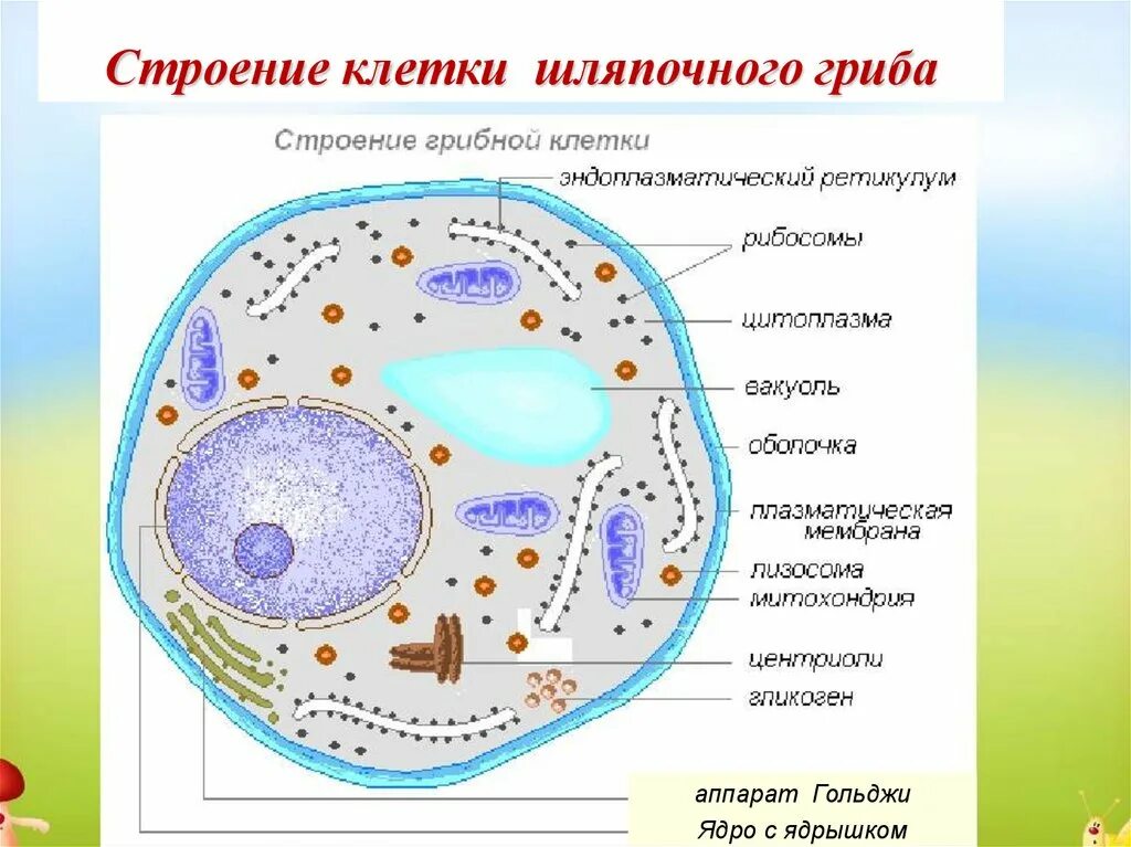 Строение клетки гриба 9 класс. Строение клетки гриба рисунок. Строение грибной клетки ЕГЭ. Схема строения грибной клетки. Есть ли ядро у грибов