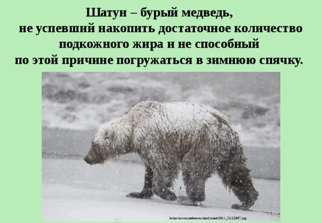 Рассказы про медведей шатунов