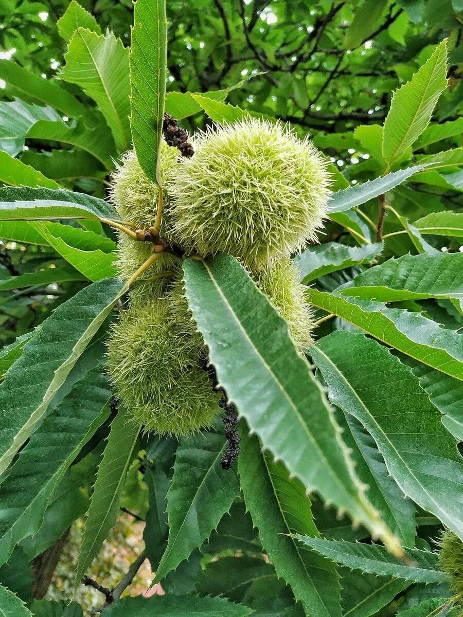 Каштан съедобный (Castanea Sativa)*. Крымский каштан. Каштан съедобный китайский крупноплодный. Каштан Лесной плод.