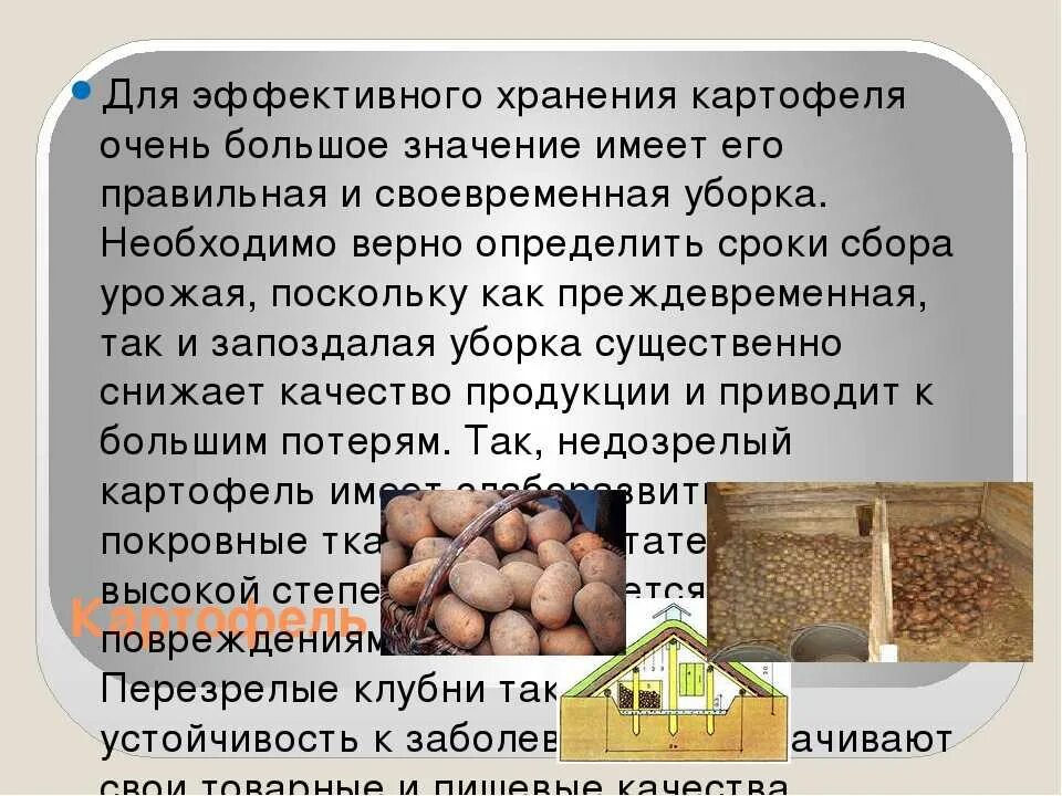 Сколько держать картофель. Хранение картофеля. Условия хранения картофеля. Условия хранения картошки. Хранение картошки слайд.