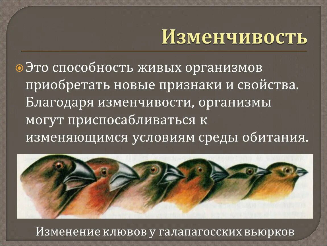 Вид изменчивости играющий ведущую роль в эволюции. Мутационная изменчивость роль в природе. Мутационная изменчивость кратко. Изменчивость способность организмов приобретать новые признаки. Пример изменчивости у животных.