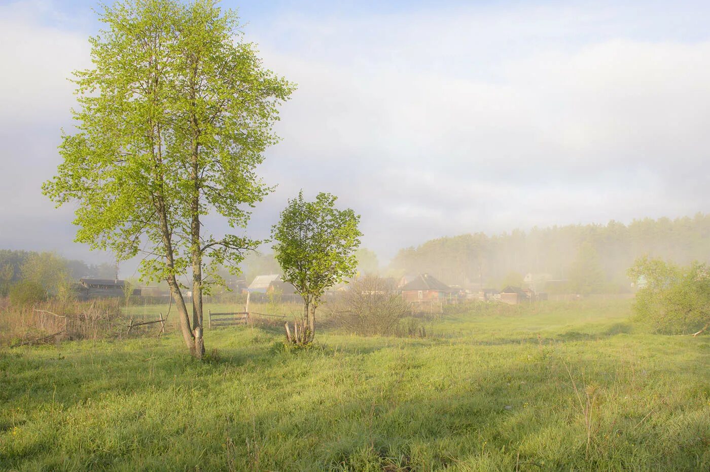 Деревня деревца. Деревья в родном городе. Деревня савин дуб белоруссия. Деревенские деревья. Деревня деревца.