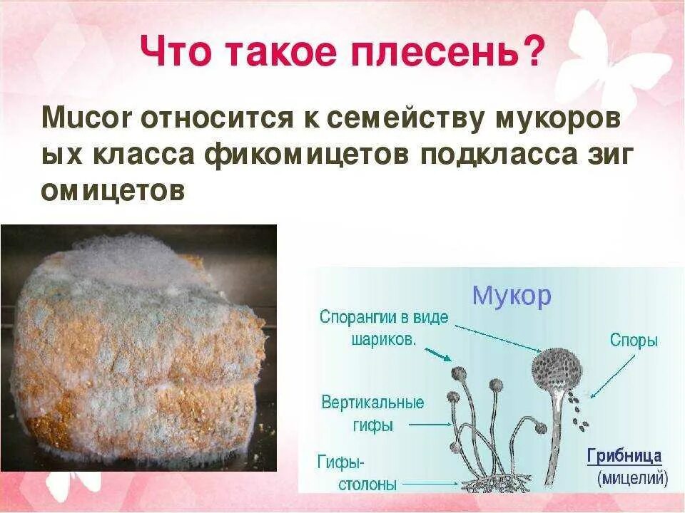 Мукор тело. Строение плесени мукора. Белая плесень мукор строение. Гриб мукор (Mucor). Строение плесени мукор.