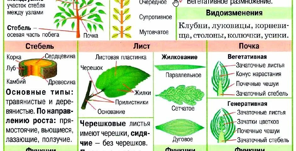 Биология 6 класс функция листьев. Побег.лист строение и функции. Стебель растения с листьями. Строение стебля и листа. Функции стебля и листа.