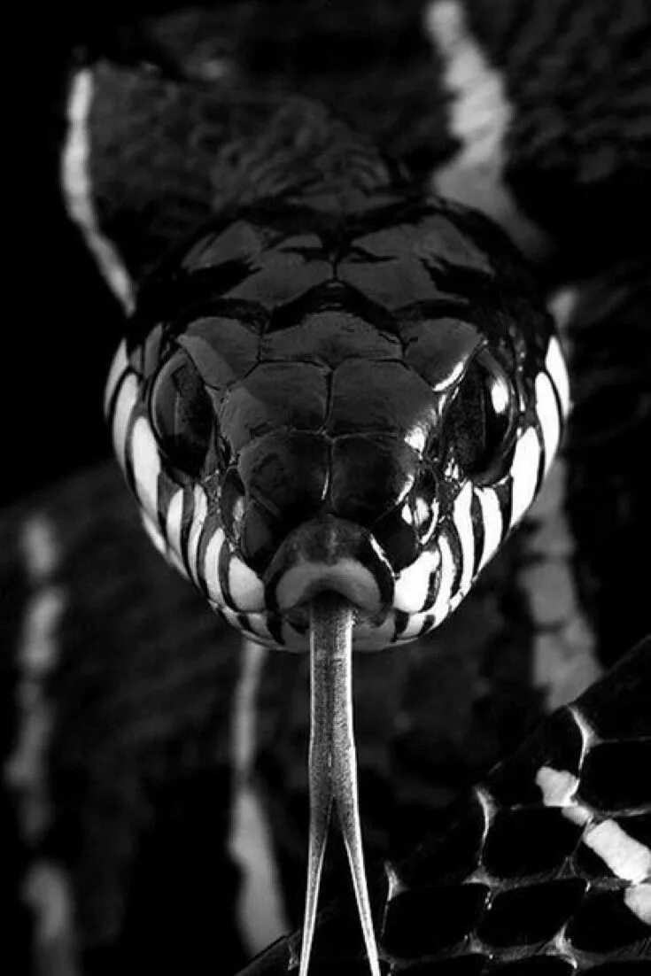 MOTIVATIONAL POSTER Cobra art, Snake art, Snake