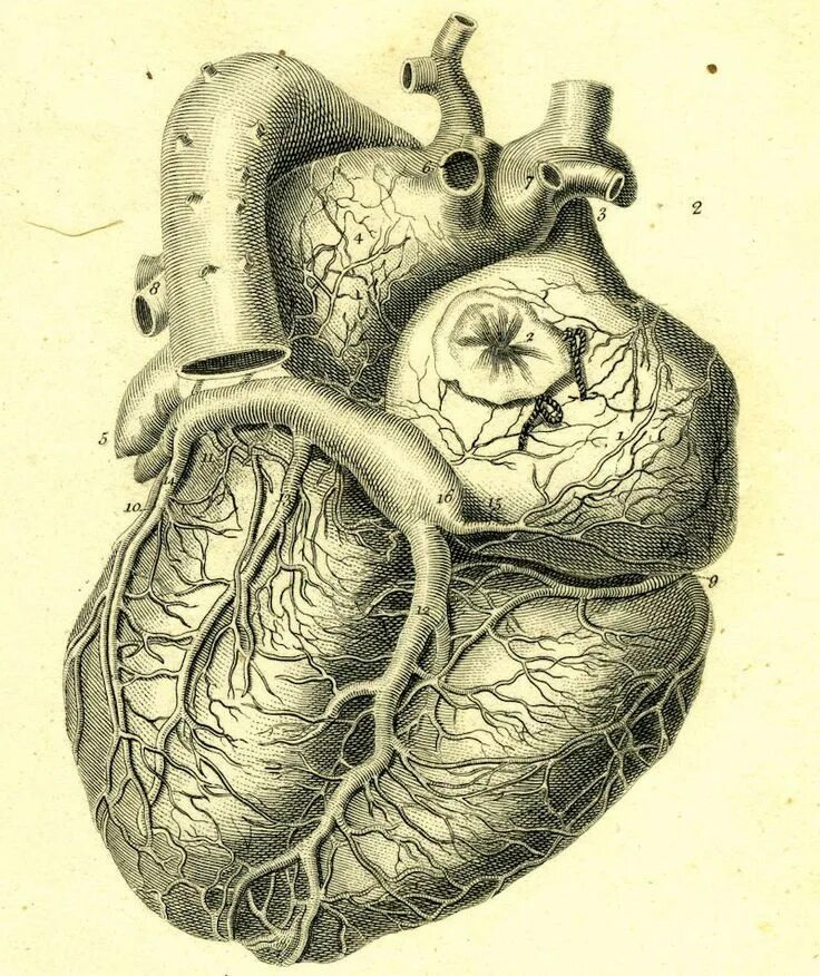 Орган сердце человека рисунок. Анатомия сердца анатомия. Анатомическое сердце человека. Сердце Анатомическое изображение.