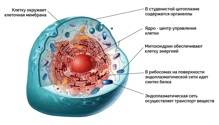 Эукариотическая клетка молекула днк. Строение клетки мембрана цитоплазма органоиды. Строение клетки мембрана цитоплазма органоиды ядро. Органоиды клетки цитоплазматическая мембрана. Строение клетки ядро цитоплазма клеточная мембрана.