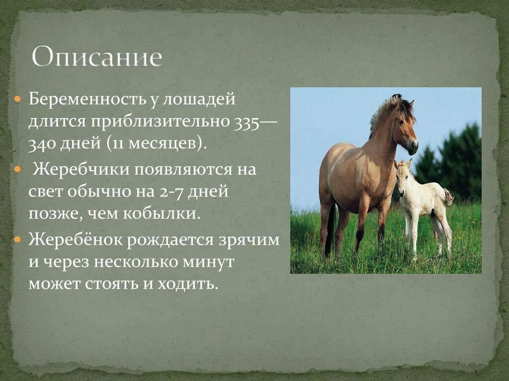 Беременна ли лошадь. Описание жеребенка. Беременность лошадей Длительность. Как определить жеребость кобылы.