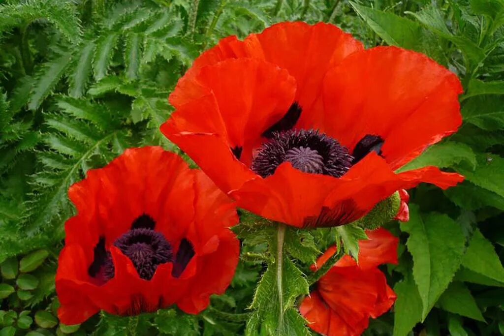 Восточные растения названия. Мак Восточный (Papaver orientale l.). Мак Восточный (Papaver orientale). Мак Восточный красный Papaver orientale). Мак-самосейка Мак павлиний.