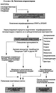Атеросклероз патофизиология