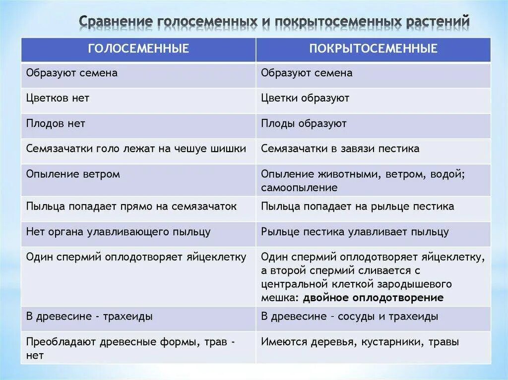 В чем состоят сходства и различия. Сравнение голосеменных и покрытосеменных таблица. Голосеменные и Покрытосеменные растения различия. Различия голосеменных и покрытосеменных таблица. Таблица по сравнению голосеменных и покрытосеменных.