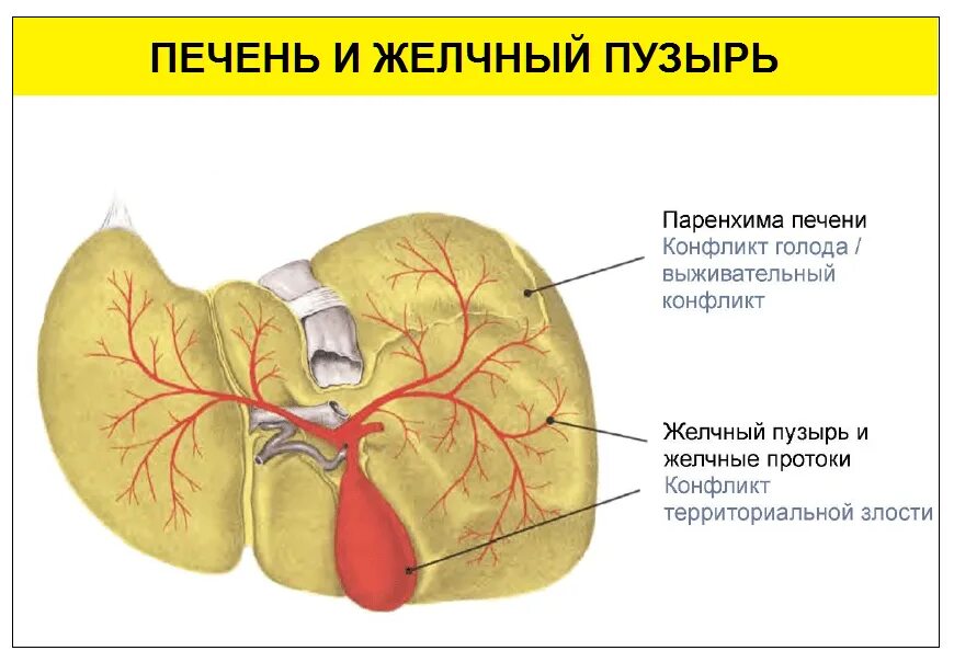 Проблемы с печенью желчным пузырем. Желчный пузырь психосоматика. Психосоматика желчекаменная болезнь. Болезни печени психосоматика. Застой желчи психосоматика.