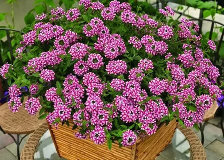 Семена цветов для дачи