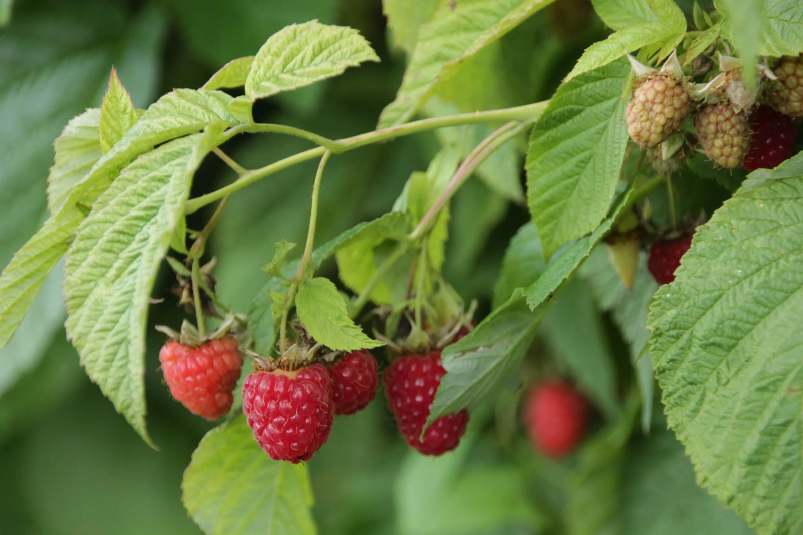 малина краснодар. магазин одежды малина краснодар. краснодар малиновая 14. свежая малина. малина ремонтантные сорта таганка.