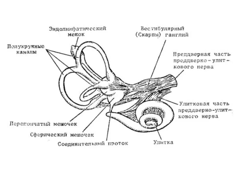 Строение вестибулярного аппарата схема. Строение анализатора вестибулярного аппарата. Строение периферического отдела вестибулярного анализатора. Вестибулярный аппарат строение анатомия. Внутреннее ухо тесты