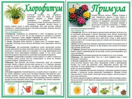 Чем подкормить примулу для цветения