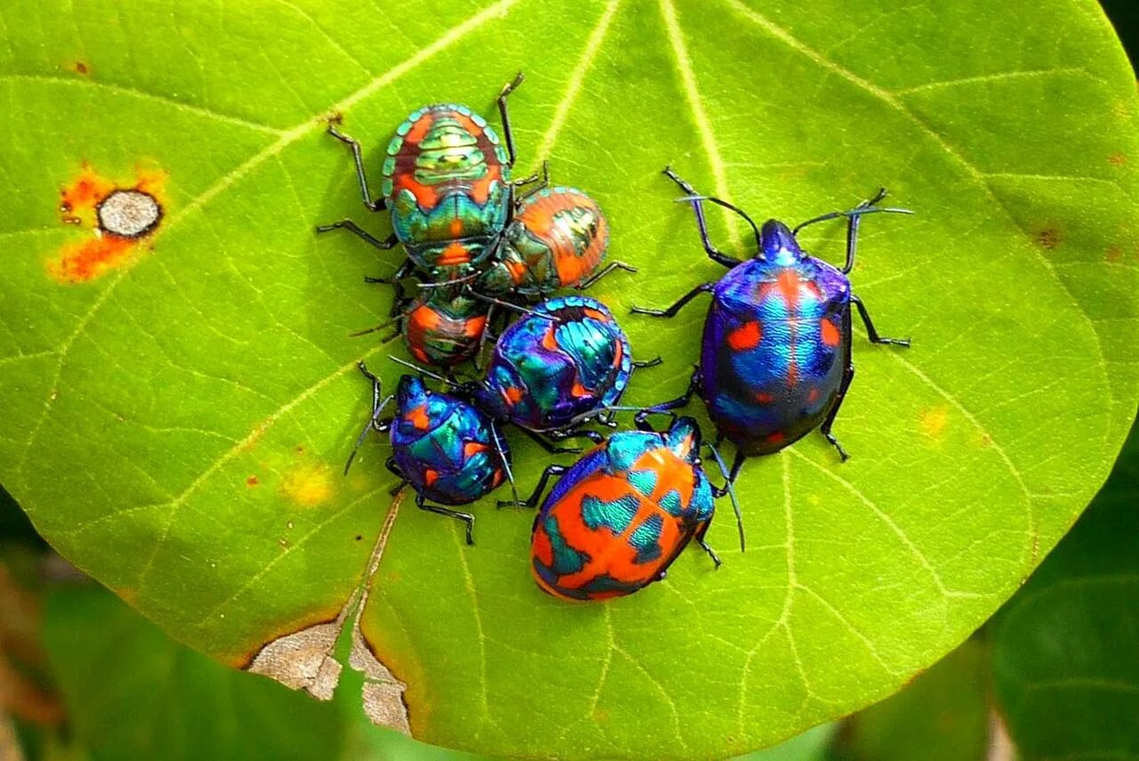 Разноцветные жуки и бабочки. Яркие жуки. Разноцветные жуки. Голубая Божья коровка. Жуки с яркой окраской.