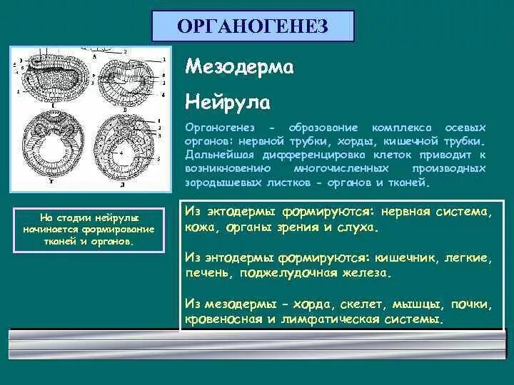 Три стадии характеризующие стадию органогенеза. Органогенез характеристика. Органогенез мезодерма. Стадия органогенеза характеристики. Результат органогенеза.