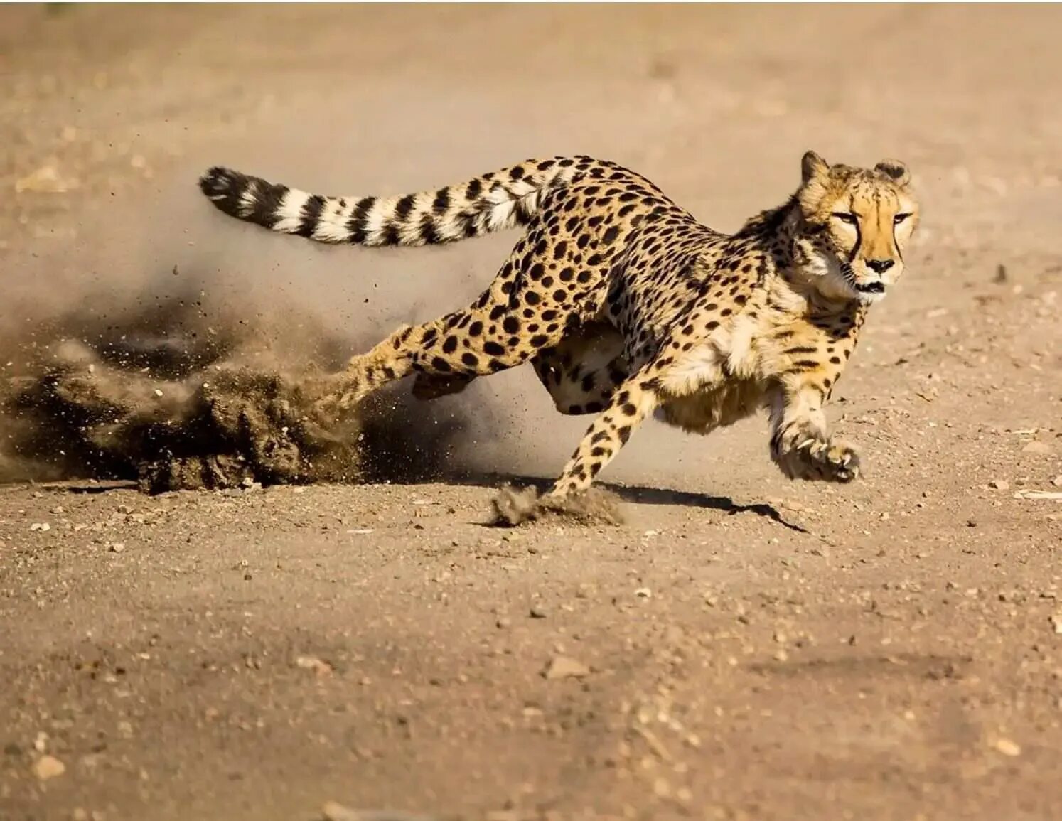 Египетский гепард. Гепард в беге. Гепард млекопитающие Африки. Леопард бежит.
