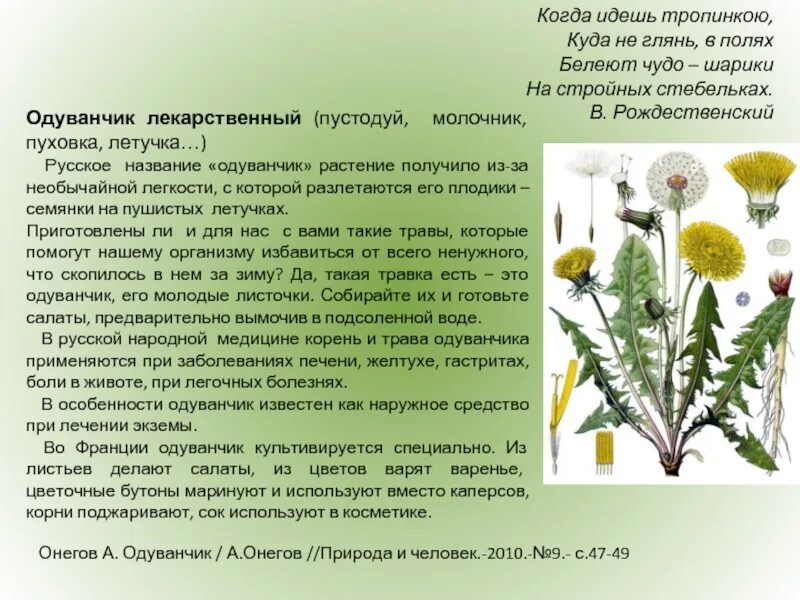 Можно есть цветы одуванчика. Одуванчик цветок описание. Одуванчик лекарственный описание. Корень одуванчика информация. Научное описание растения одуванчик.