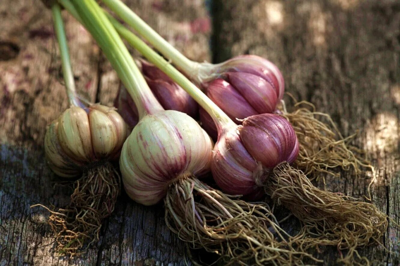 Allium sativum. Чеснок. Урожай чеснока. Чеснок растение. Урожай озимый чеснок