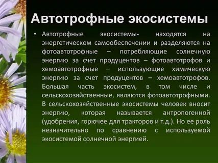 Автотрофной экосистемы