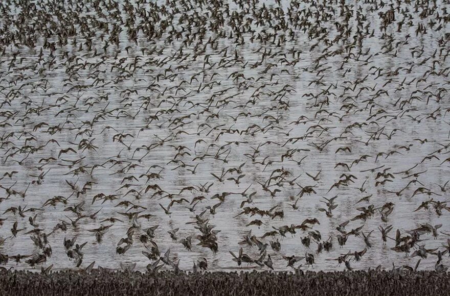 Миграция животных примеры. Серенгети миграция. Горизонтальные миграции. Изменение и регуляция численности популяции. Активная миграция животных.