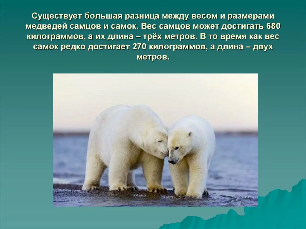 Интересное про белого медведя детям