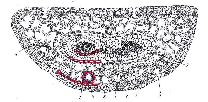 Ткань хвойных. Клетки мезофилла листа. Поперечный срез листа хвоинки сосны. Поперечный срез листа сосны. Поперечный срез хвои сосны.