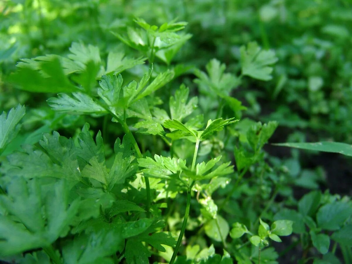 Дерево петрушка. Всходы петрушки корневой. Петрушка курчавая запрещена 2021. Петрушка на грядке. Горная петрушка.