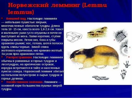 Лемминг сообщение для 4 класса окружающий мир