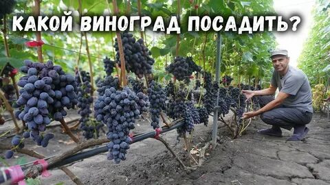 Алверцян виноград