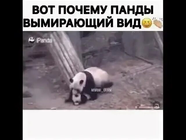 Рассказ про большую панду. Почему большая панда на грани исчезновения. Вымирающие животные панда. Презентация на тему панда. Презентация на тему панда.