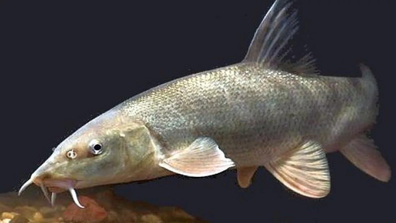 Как выглядит рыба усач Angling Times. Ловля у плотин и водопадов. Специфика