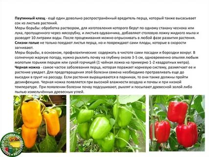 Чем обработать болгарский перец