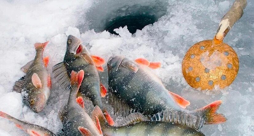 Зимняя рыбалка. Подледный лов. Рыба в лунке. Подледная рыбалка соревнования. Пруд улов