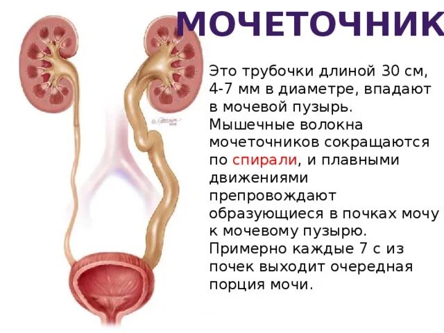 Почки мочеточники мочевой пузырь строение. Устье мочеточника анатомия. Устье мочеточника мочевого пузыря. Устье мочеточника строение.