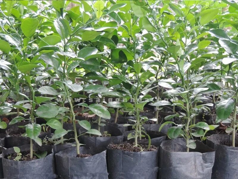 питомники саженцев лимона. питомники саженцев лимона. питомники саженцев лимона. лимон мейера 2 года. саженец лимона мейера.