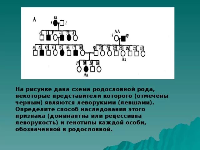 Отметь генотип. Тип наследования леворукости. Признаки наследования леворукости. Родословная по леворукости. Наследственность леворукости.