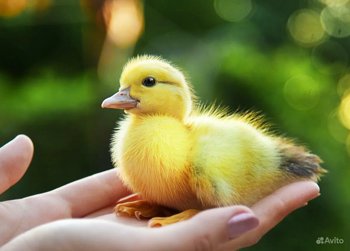 2 гусенка 2 утенка. уточки настоящие. 4 маленьких утят. 4 маленьких утят. утята взрослые.