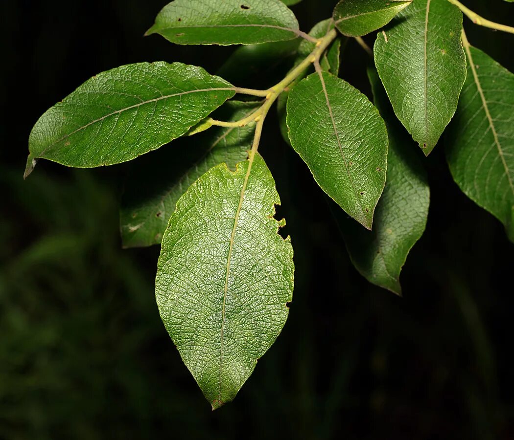 Ива Козья Salix caprea. Ива Козья бредина лист. Ива Козья (бредина) – Salix caprea. Salix caprea листья. Форма листа ивы